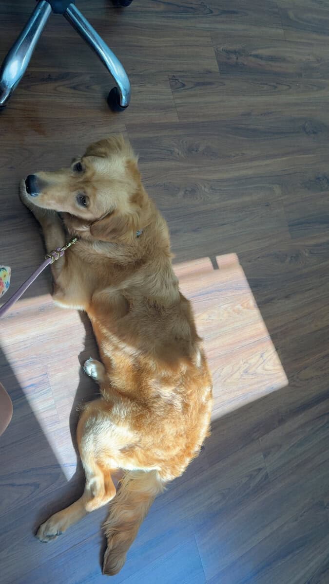 The Perfect Golden Retriever image 2