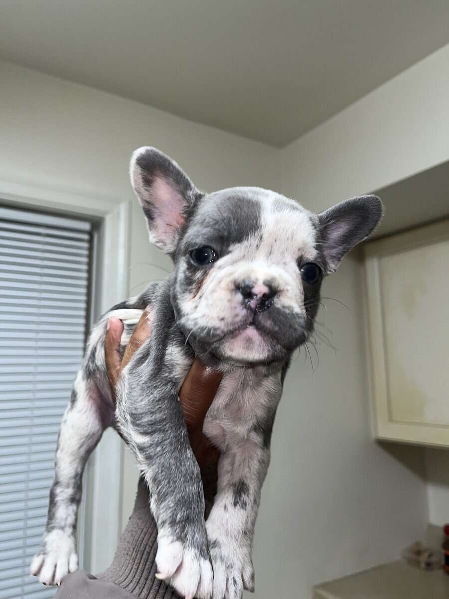 8 week old French bulldog image 2