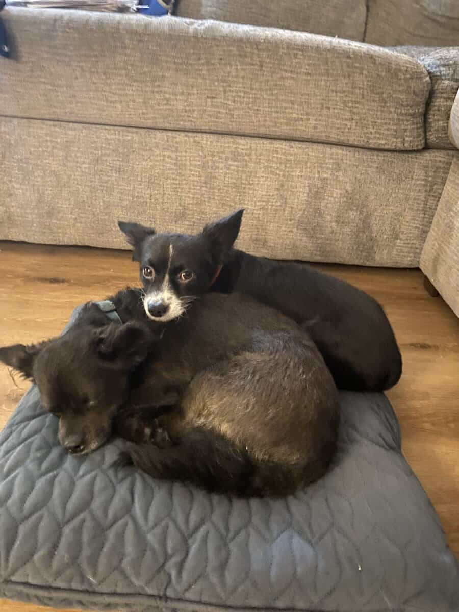 Dogs for sale (Pomchi breed) image 1