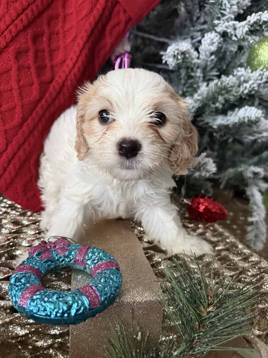 Cavachon Pups For Sale image 4