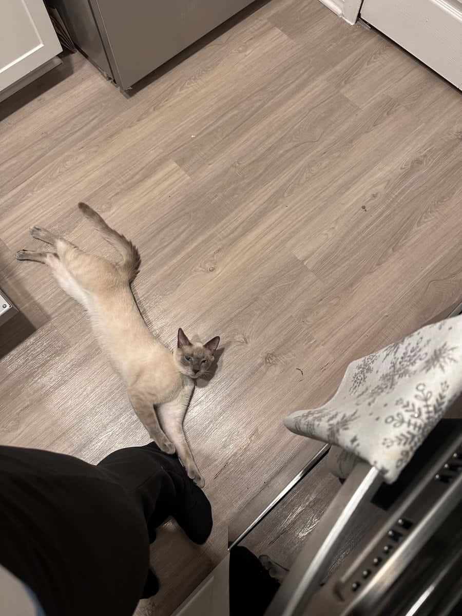 Blue Point Siamese for sale image 2