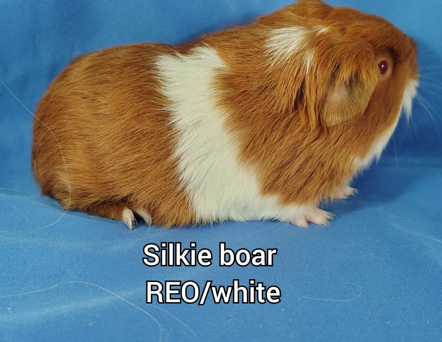 Long haired guineapigs image 4