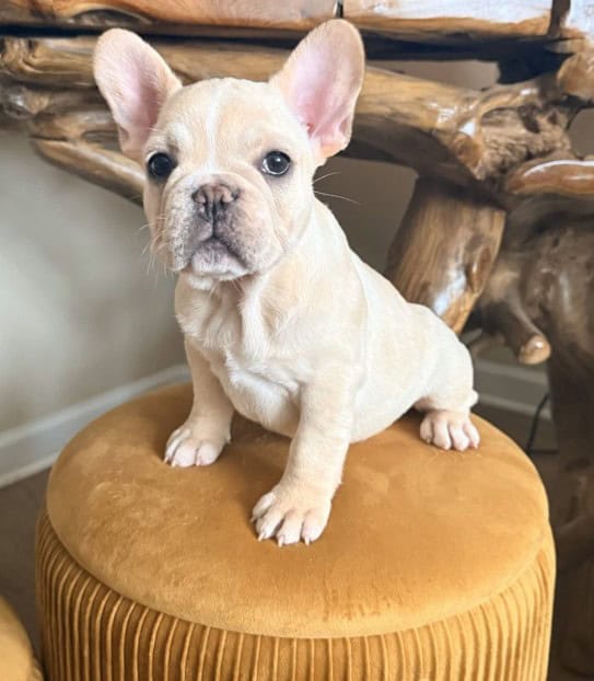 AKC French Bulldog Puppies — Select Placement image 3