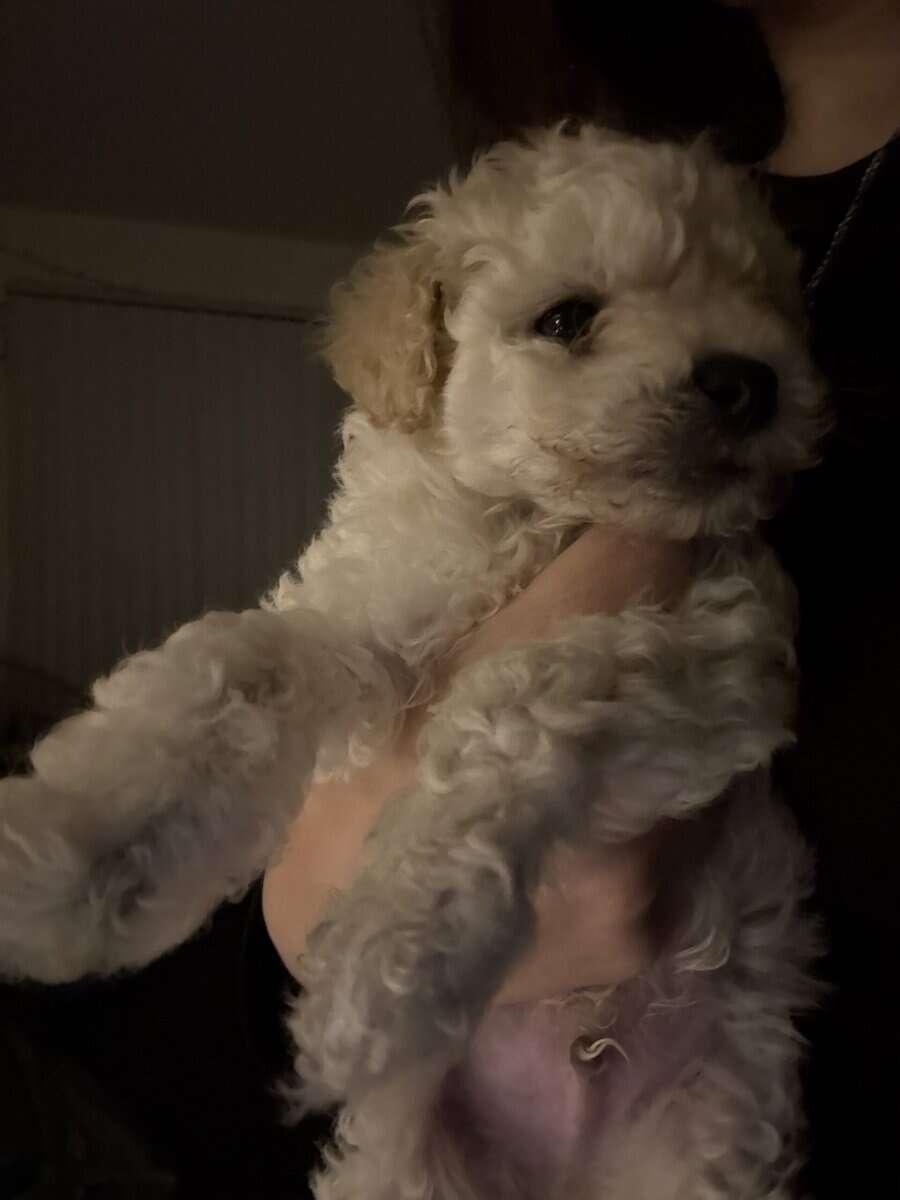 Pure Maltipoo Puppy for sale image 8