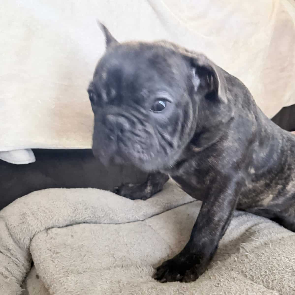 French Bulldog for sale “Dewey” image 4
