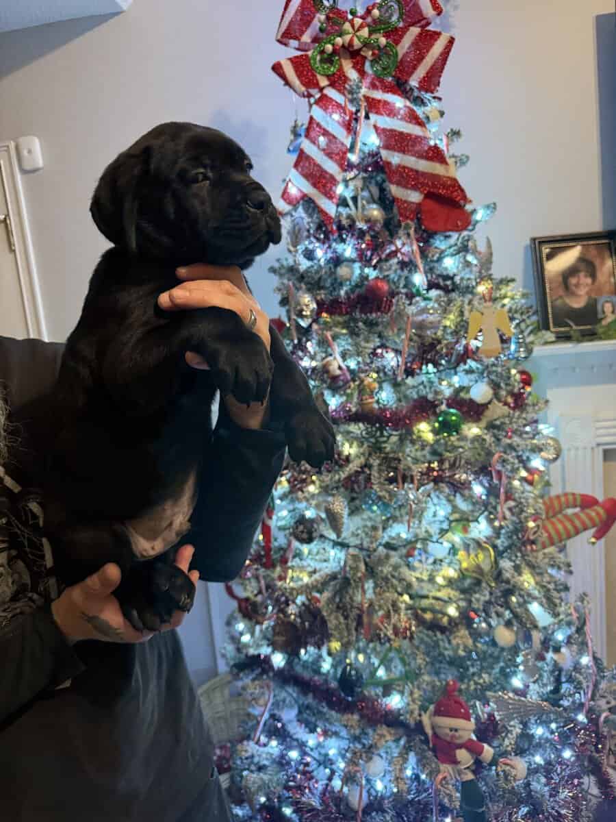 8 weeks old Male Cane Corso image 3
