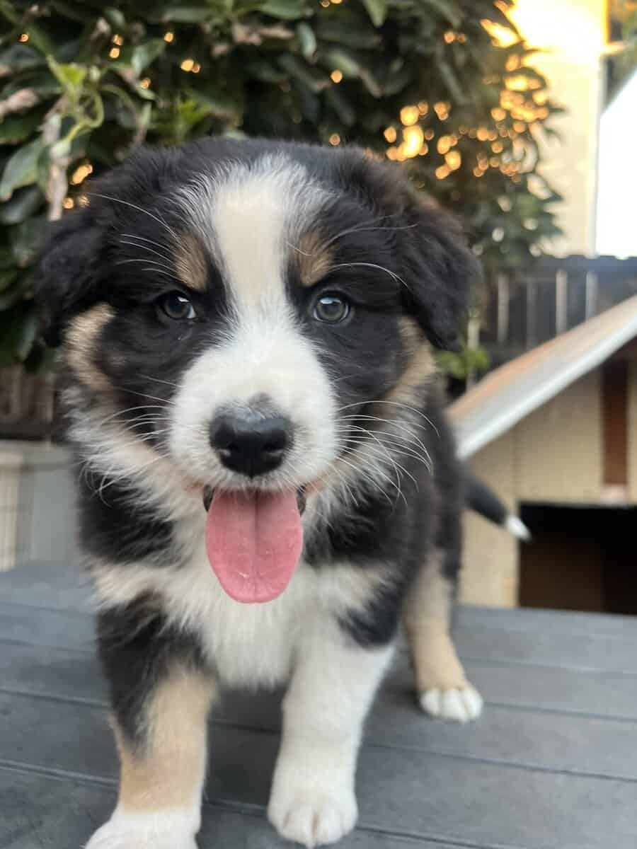Male Aussie image 1