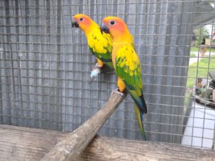 Sun conures