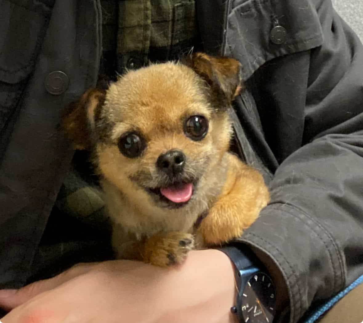 Tiny dog for sale! “Baba” image 2