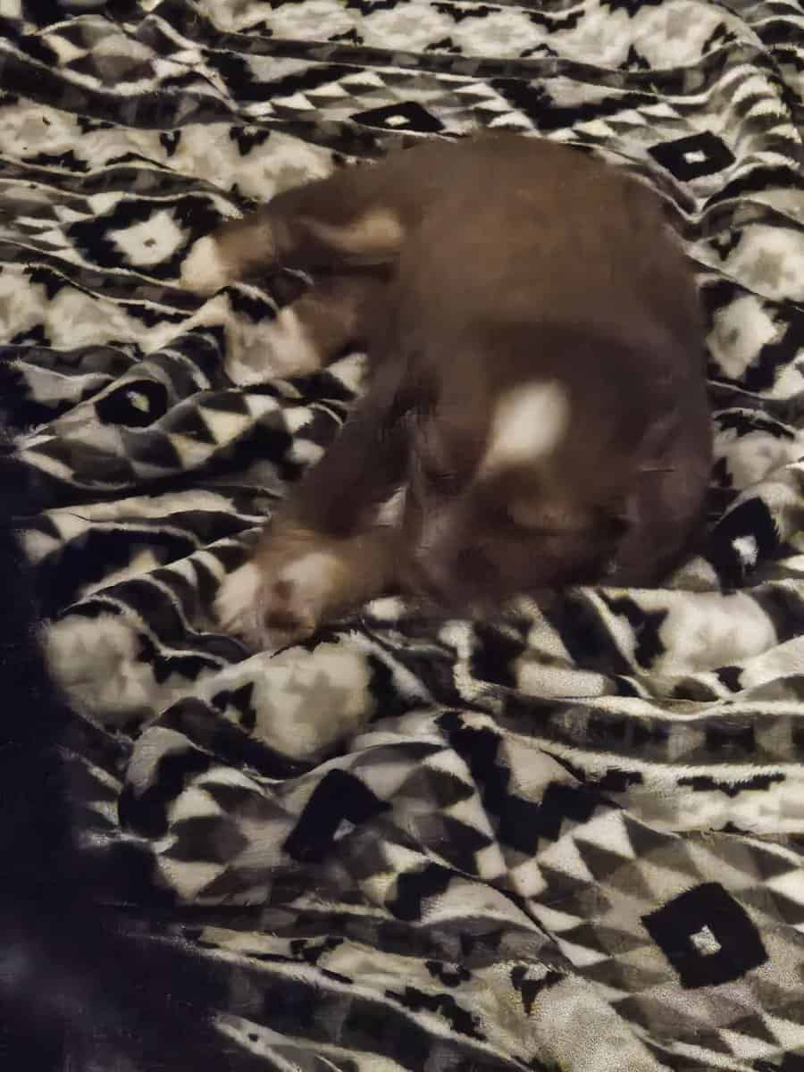 2 Australian shepherd puppies image 4