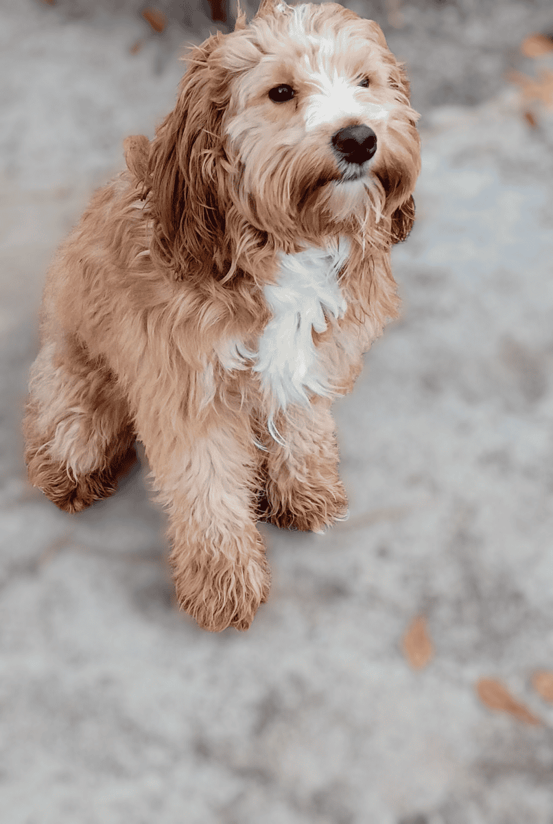 Cockapoo/Doodle Mix Puppy- Potty Trained image 5