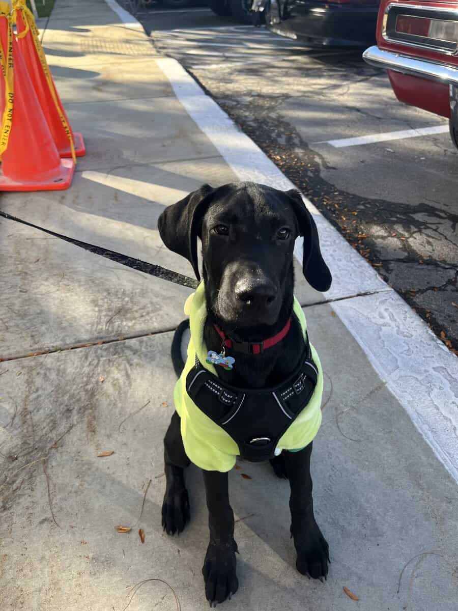 🐾 Meet Diesel – 5-Month-Old Black Lab × Doberman image 2