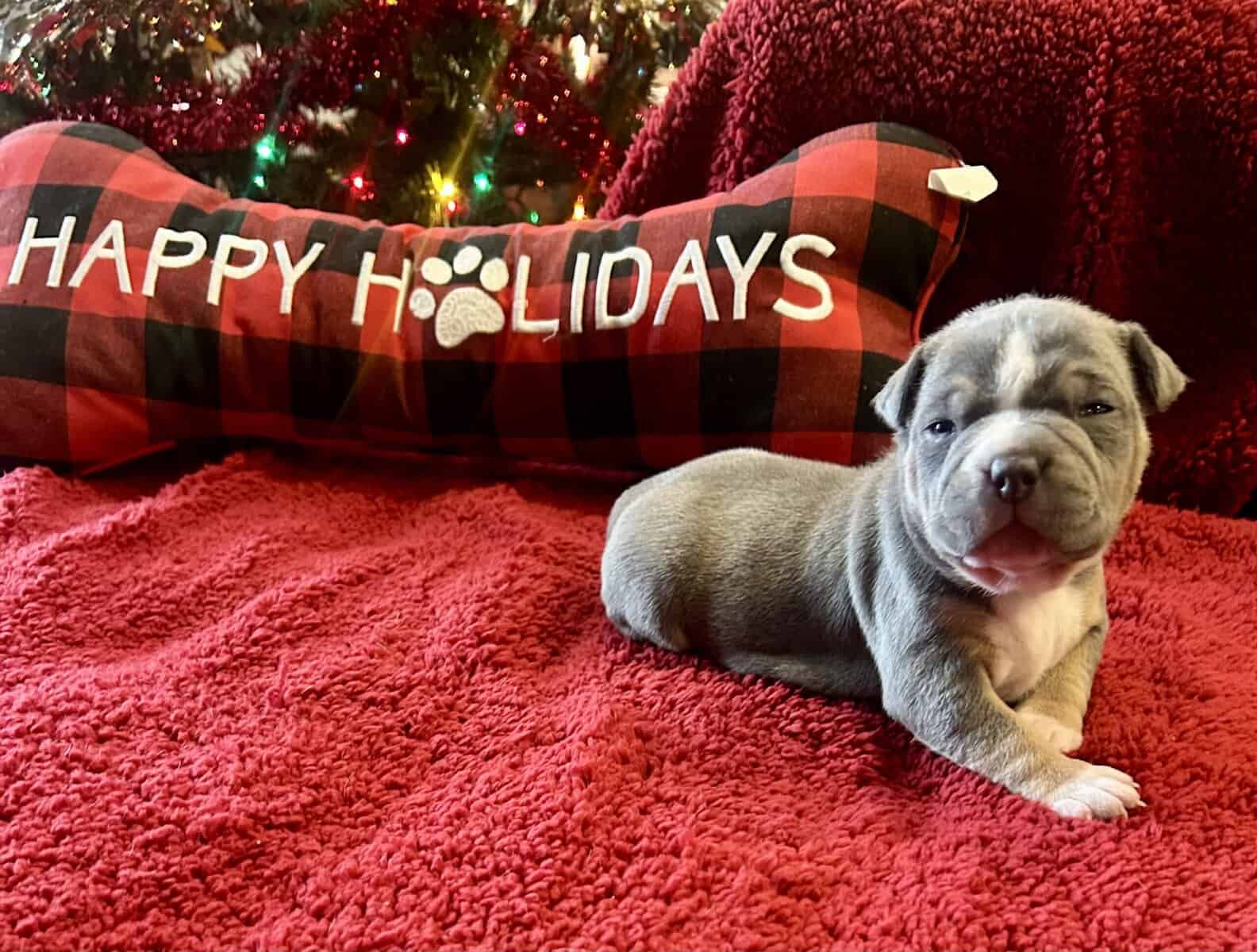 American Bully Puppies For Sale image 3