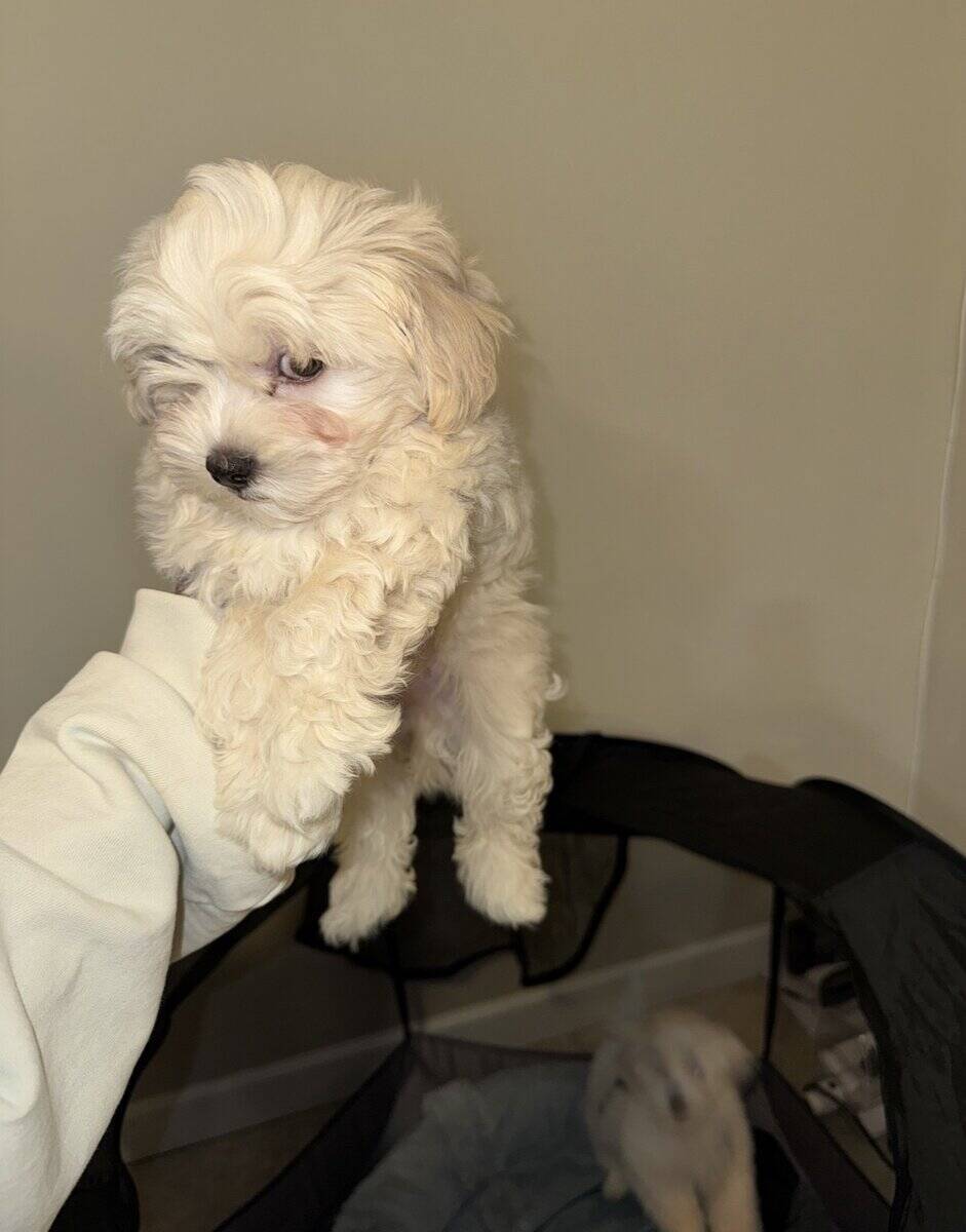 Pluto (Poochon) image 2