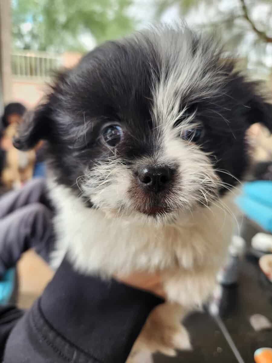 Shih-tzu puppies image 1