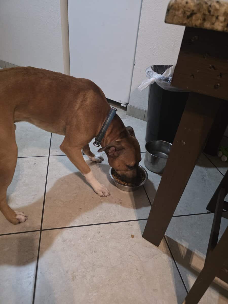 Need a home for Zeus image 2