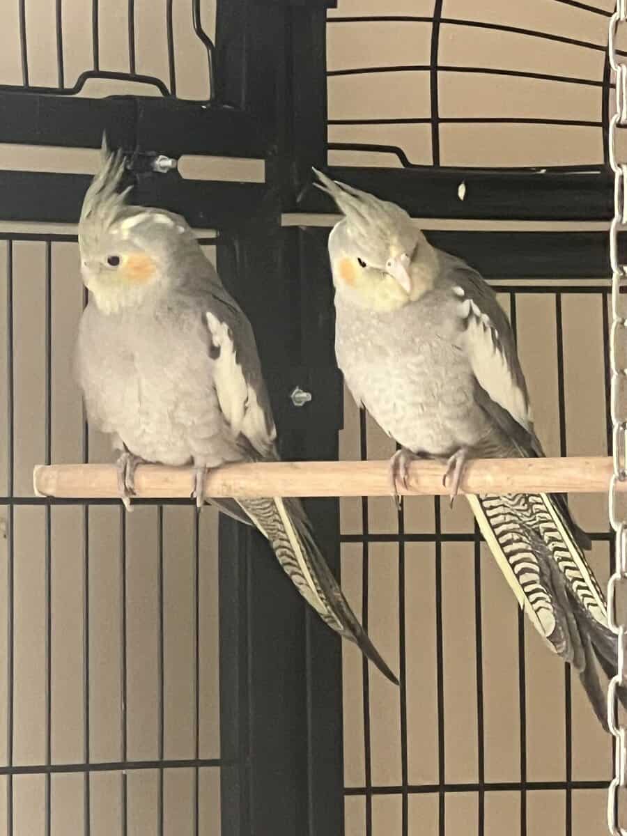 cockatiel image 3