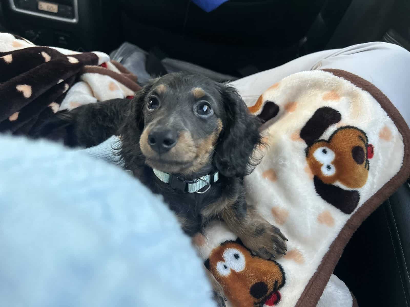 Puppy dachshund. image 1