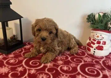 Male Cavapoo