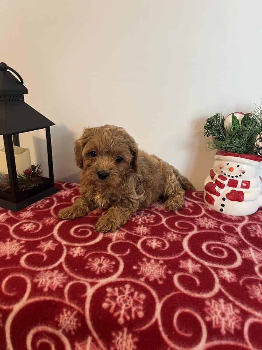 Male Cavapoo image 1