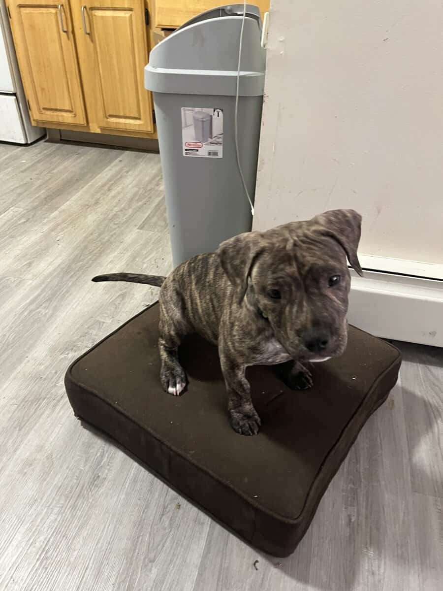 Female pitbull puppy for sale image 4