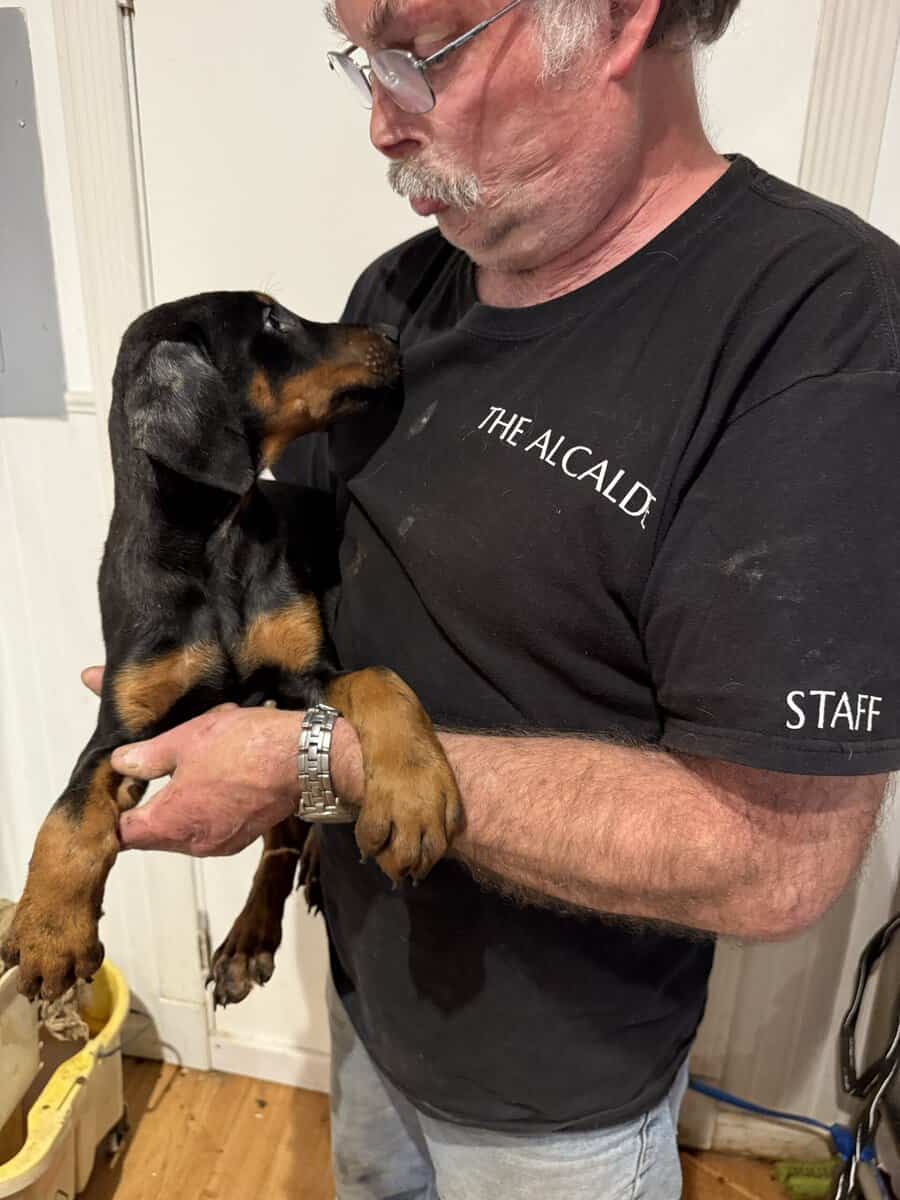 Doberman Puppies image 6