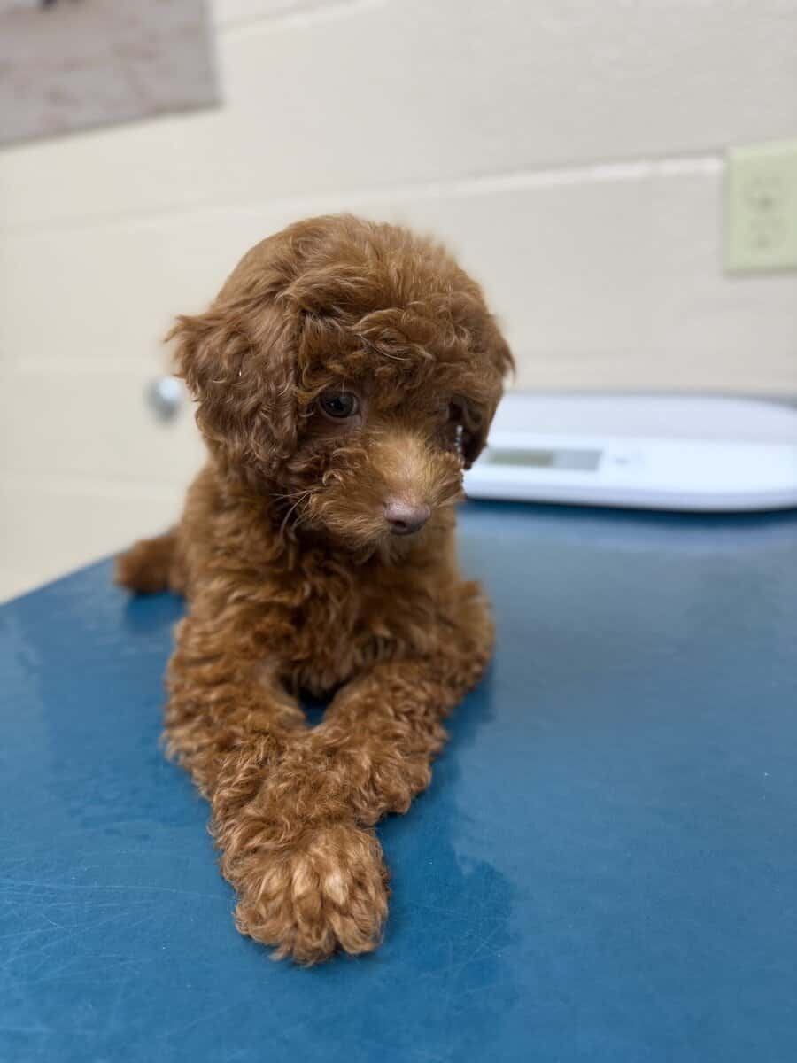 AKC Toy Poodle image 1