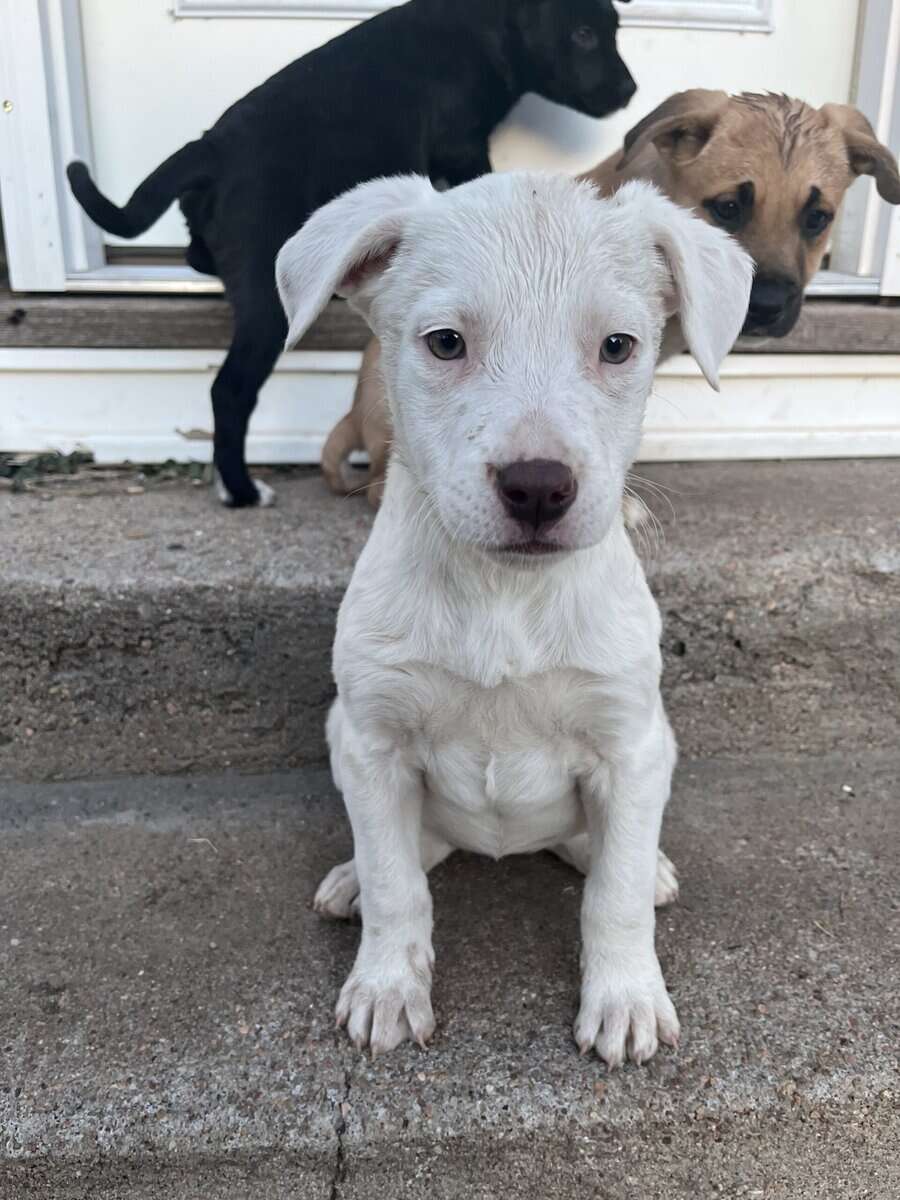 Lab mix puppies image 3