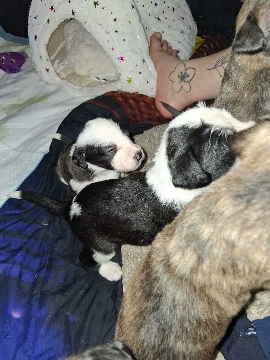 PITOODLE PUPPIES image 12