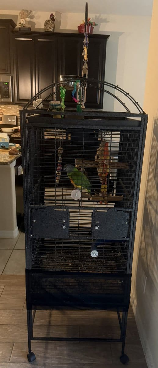 Senegal Parrot Needs a New Home - Includes Cage image 5