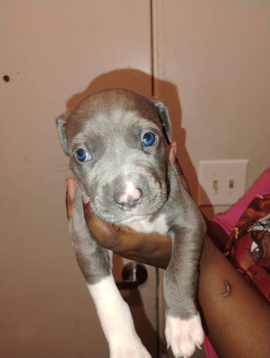 Corso pit mix image 10