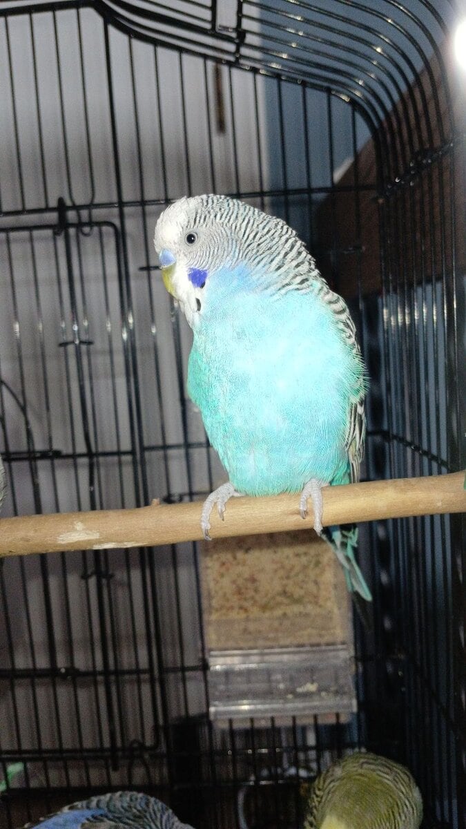 (SOLD)Snowflake & Oreo-2 light blue male budgies image 4