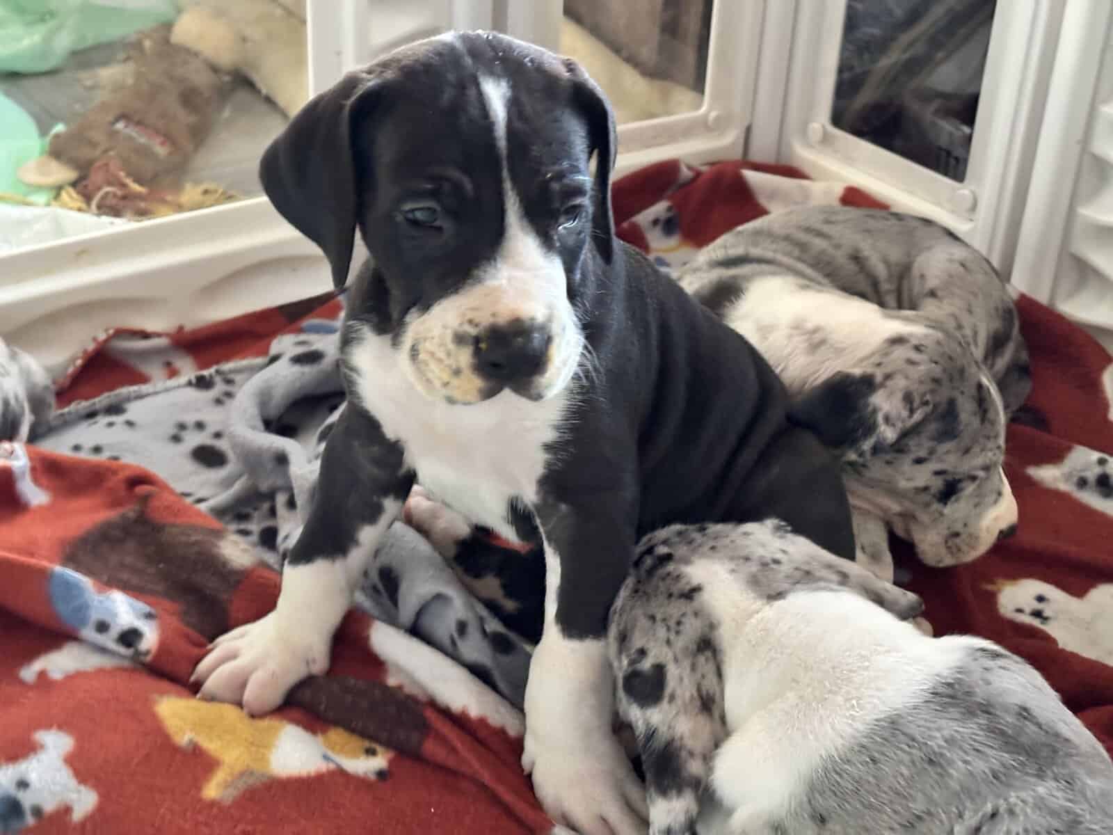 Great Dane puppies image 14