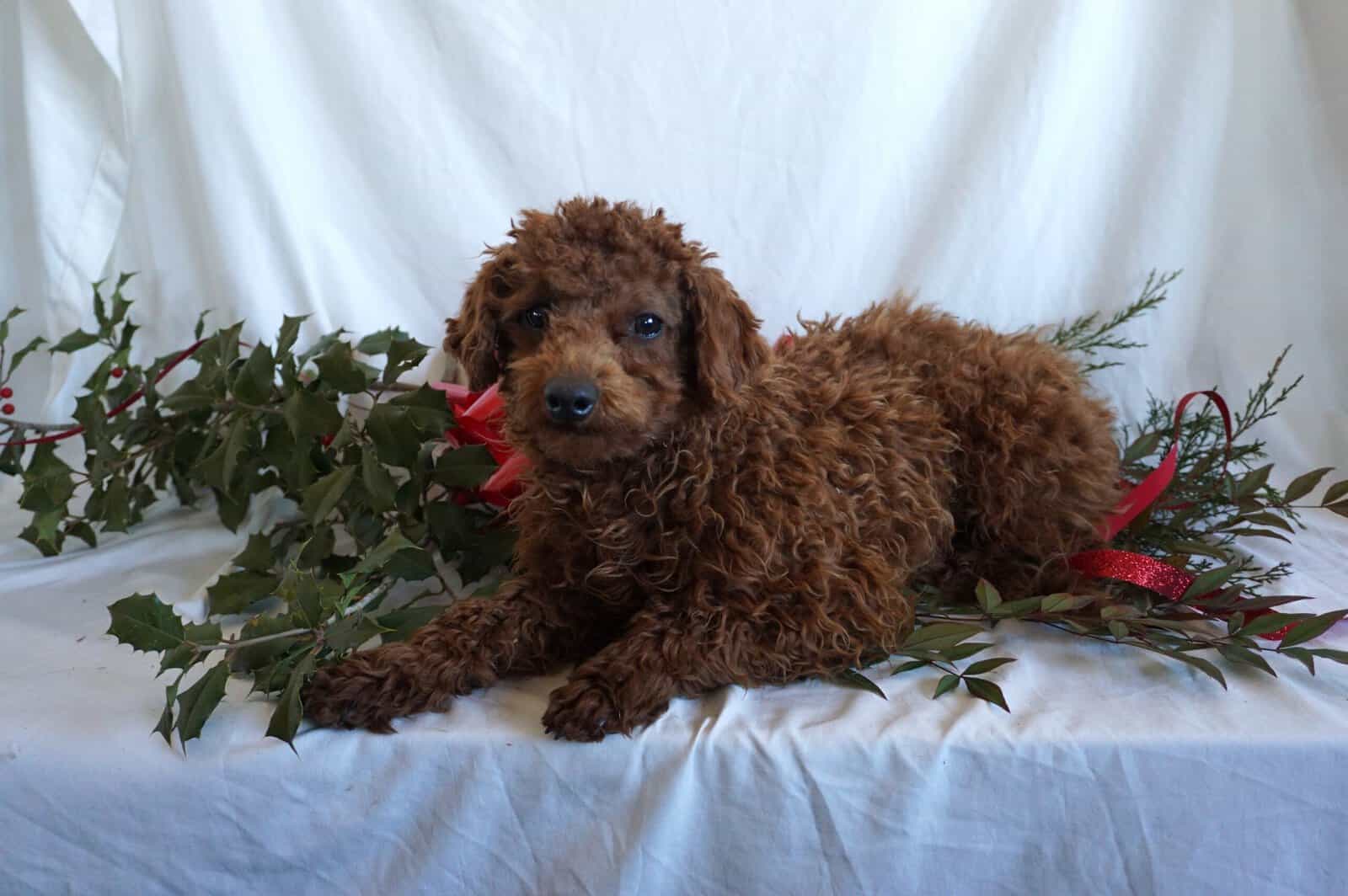Buster-F1B Mini Goldendoodle image 4