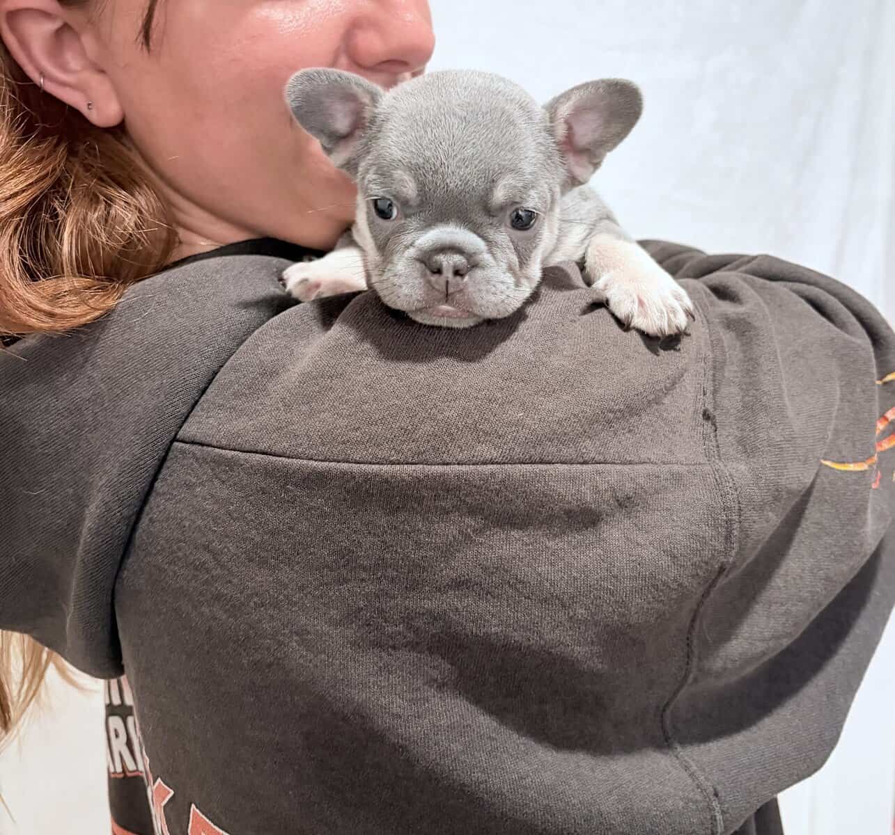 Lilac French Bulldog Puppies – AKC 💜🐾 image 2