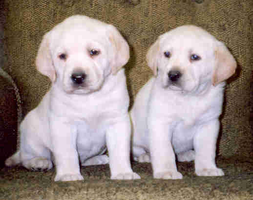 Labrador Puppies, Yellow, AKC Reg. image 1