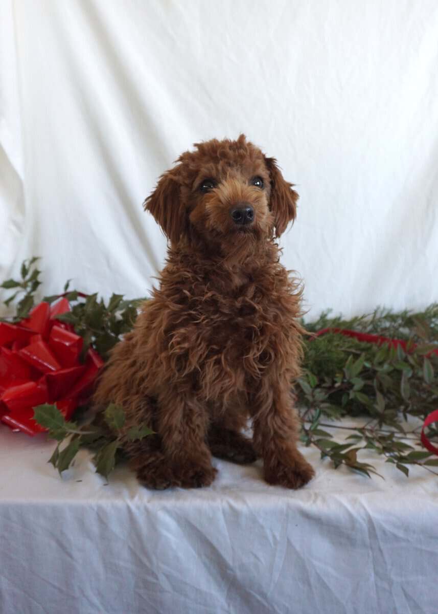 Bertha- F1B Mini Goldendoodle image 5