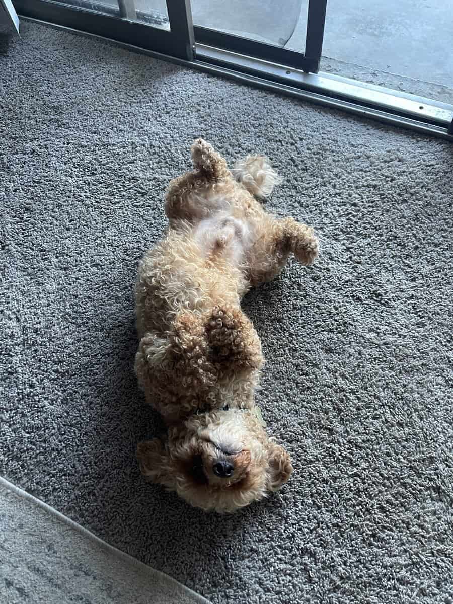 2 y/o Poodle. Bichon frise for rehoming image 7
