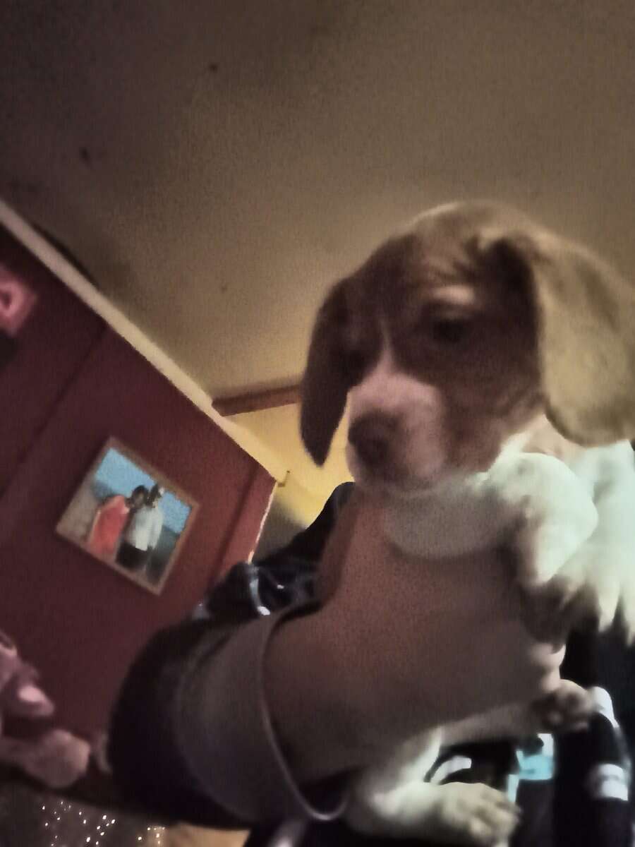 Beagle puppies image 2