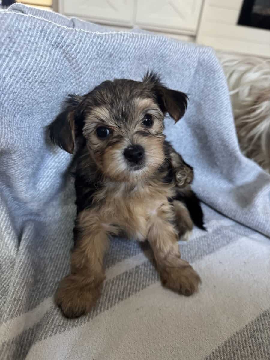 Morkie puppy image 3