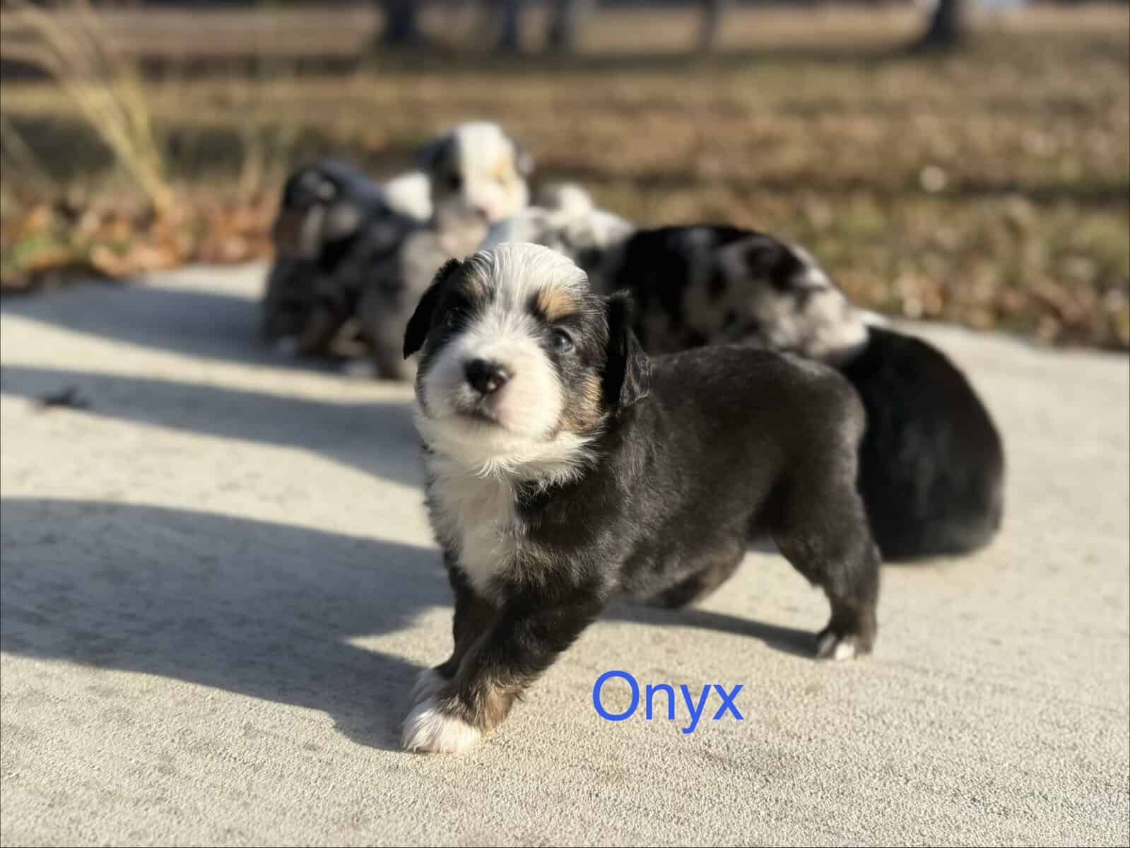 Mini Australian Shepard Puppy (Onyx) image 1