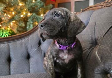 Half Great Dane/ Half Mastiff Puppy-Patricia