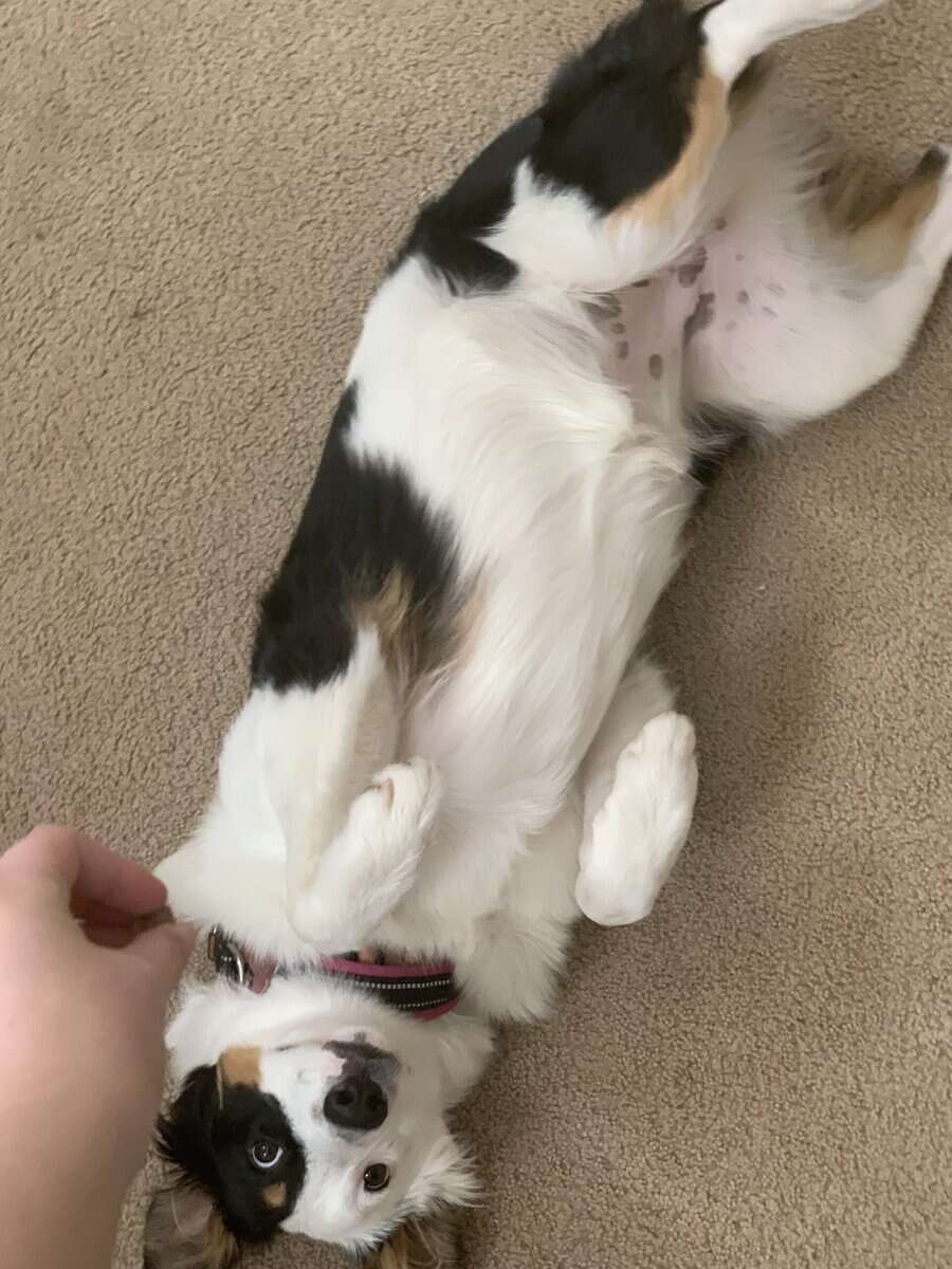 6 month old Australian Shepherd image 3