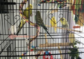 Flock of Beautiful Budgies and Accessories