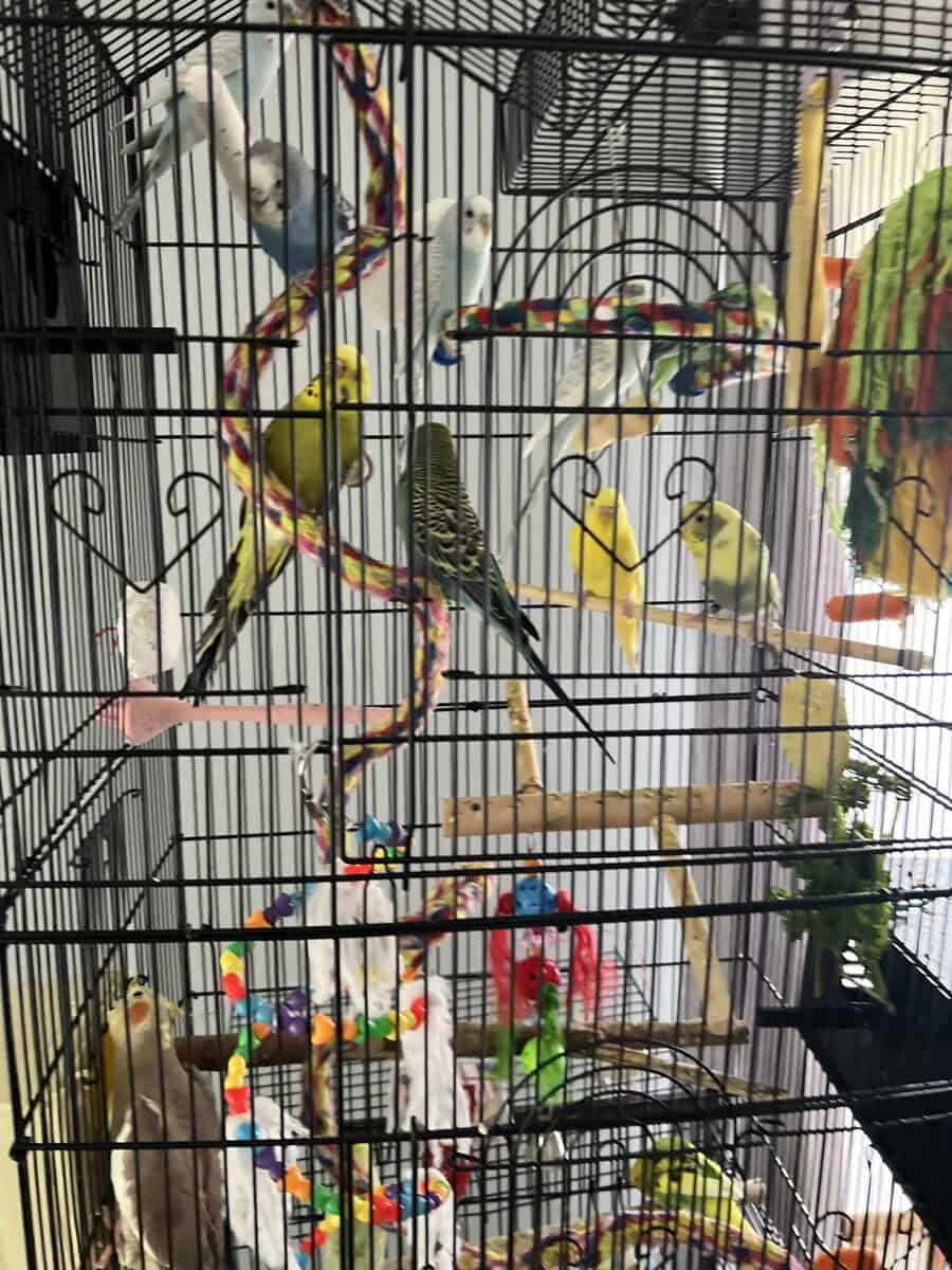 Flock of Beautiful Budgies and Accessories image 1