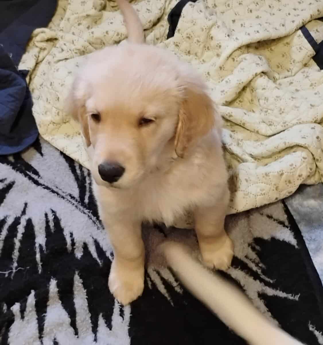 Golden Retriever puppies image 2