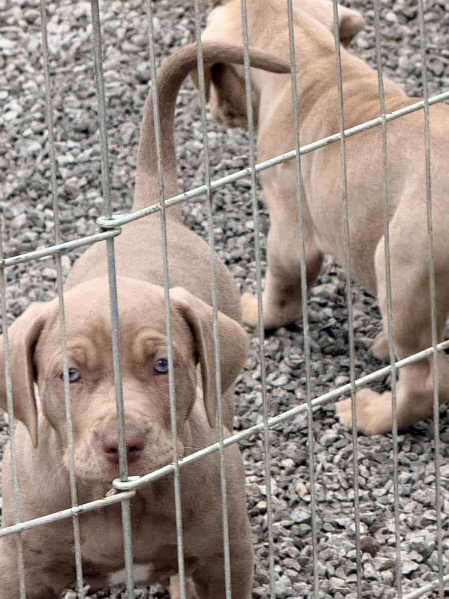 Catahoula Leopard puppies image 5