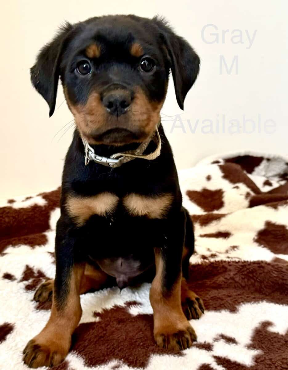 Akc German Rottweilers image 1
