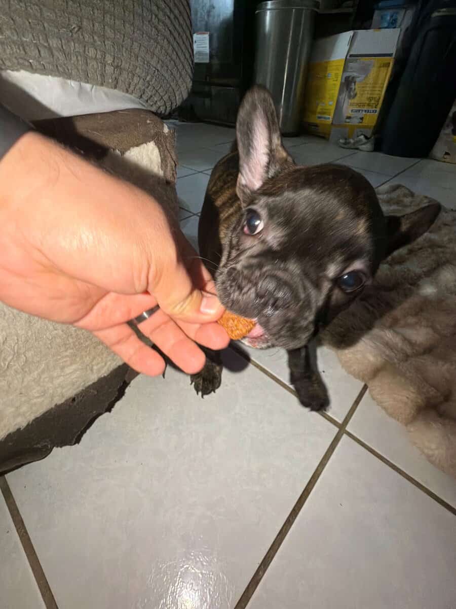 AKC Female French Bulldog image 8