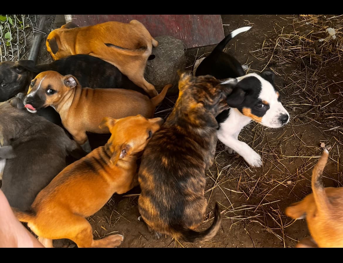 Christmas puppies image 1